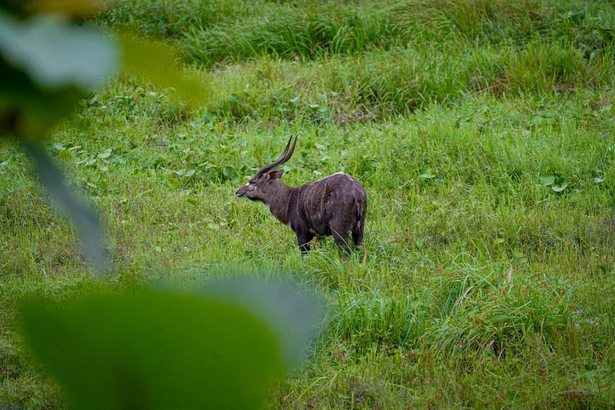 WCS Congo tweet media