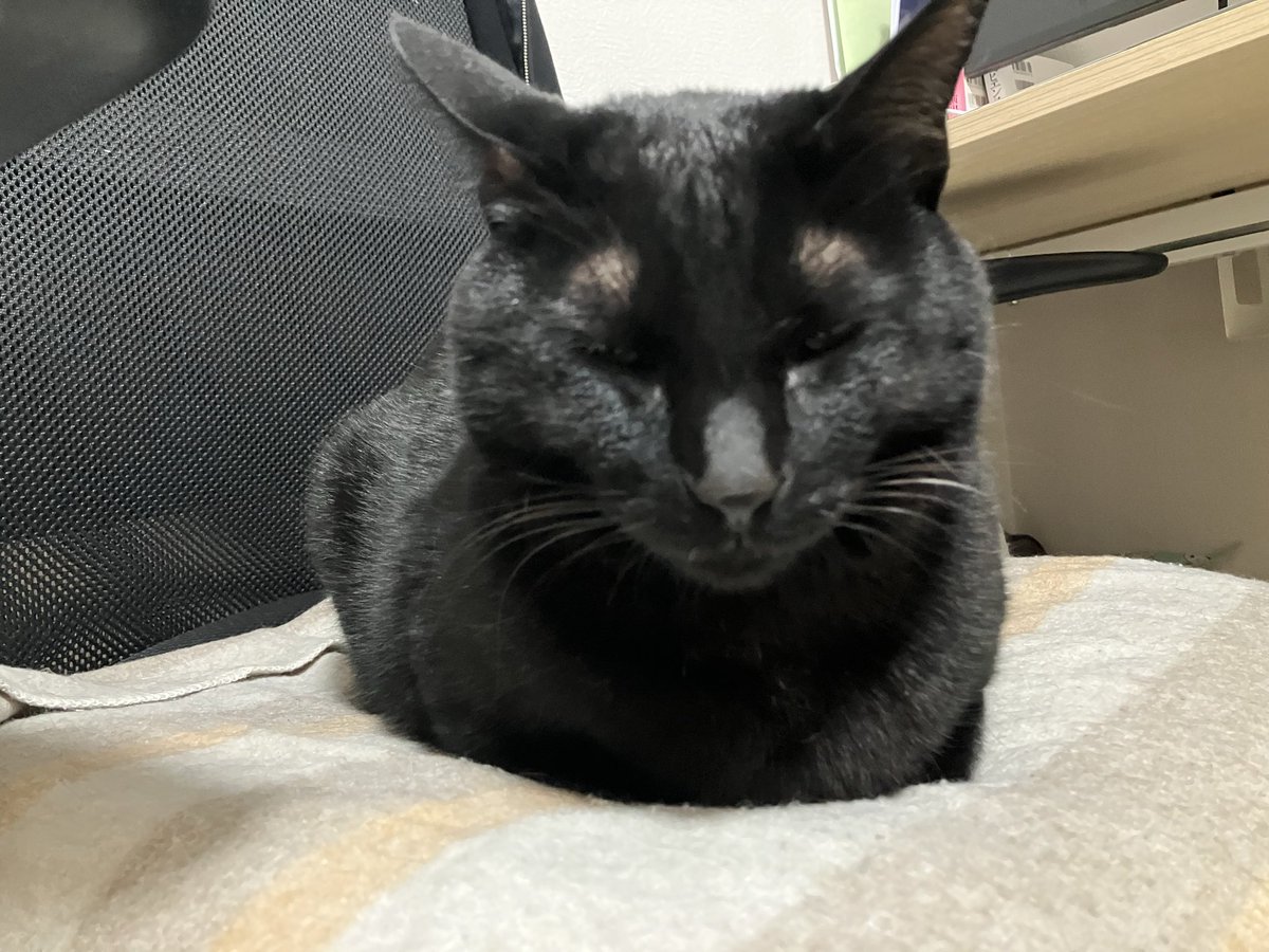 お手てにゃいにゃい寝💤