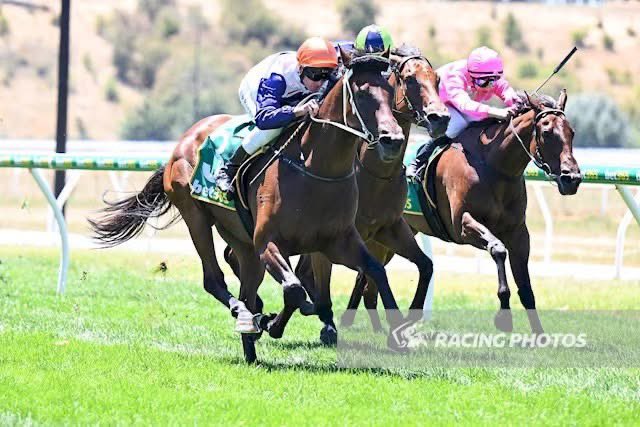 Thoroughbred Solutions Pty Ltd tweet media