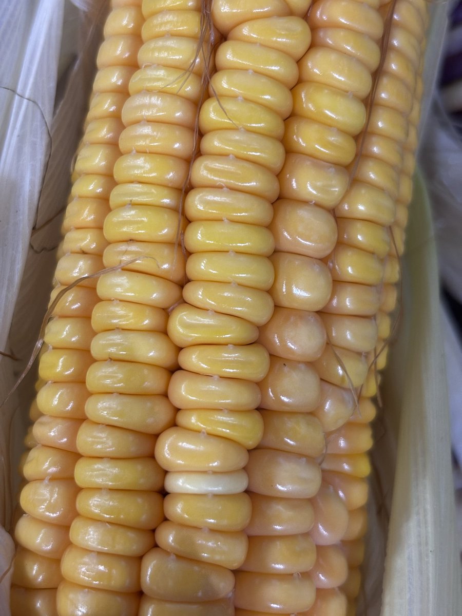 هاذي ذره حلوه صفراء عاديه🌽✨