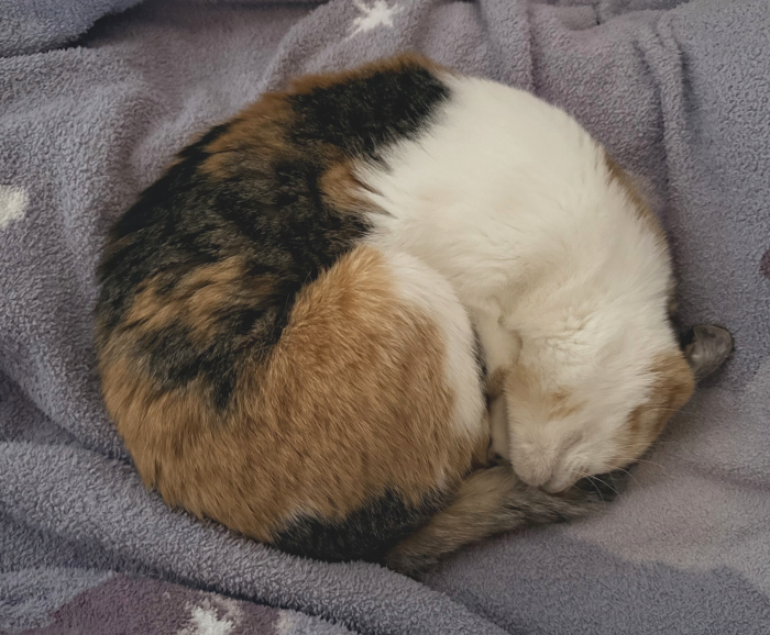 ニャンモナイト🐈🌀