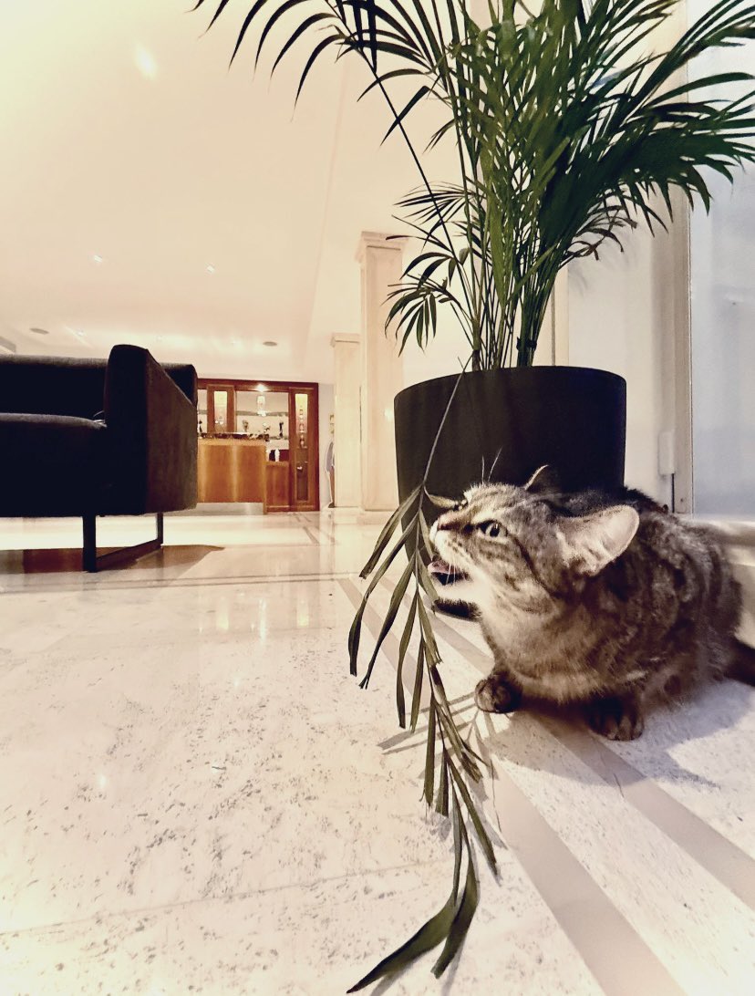 connectRickyG's tweet photo. This little girl don’t want plants existing in my office. 😂🤣 https://t.co/3QpajXe3U3