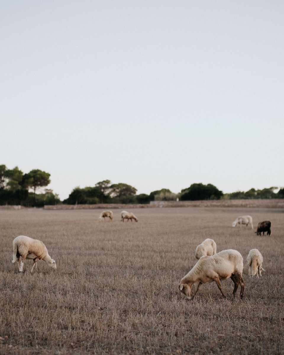 visitformentera's tweet photo. La ganadería sigue presente en el interior de Formentera, formando parte de su paisaje rural.
___
Sa ramaderia continua present a s’interior de Formentera, part des seu paisatge rural.
___
Livestock farming remains part of Formentera’s rural landscape. https://t.co/27KyjXQeYU