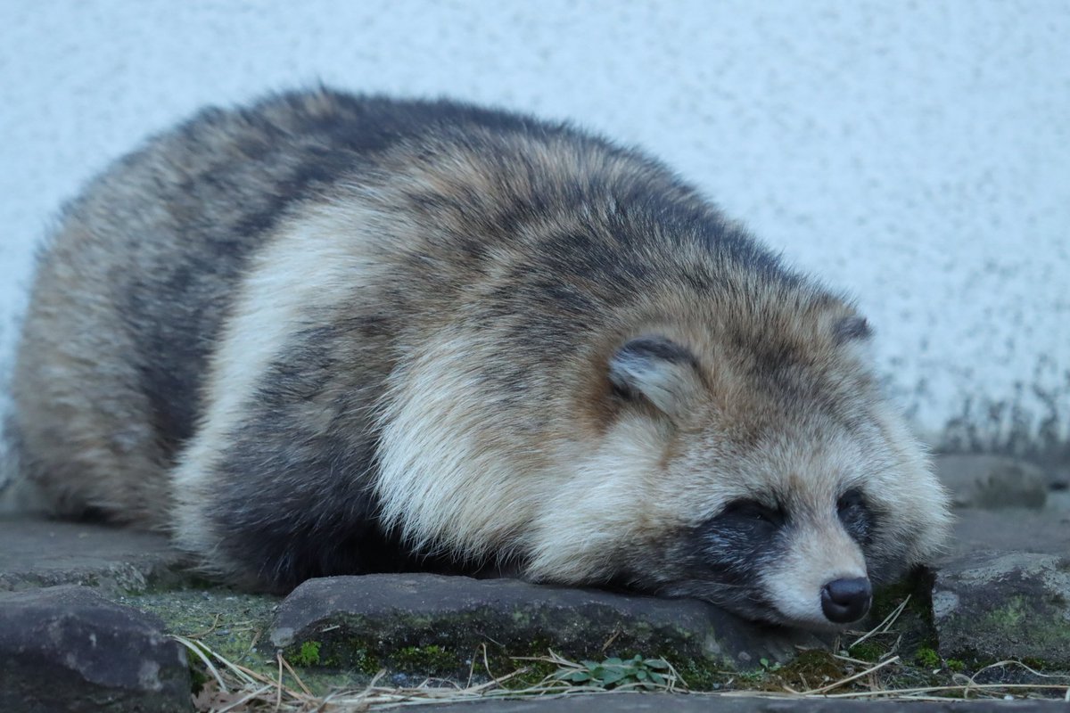 kazuhiropk's tweet image. ぬーん