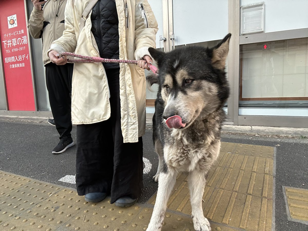 thevoice_japan's tweet photo. 緊急で預かりボランティアさん募集です！
飼い主死亡により、残されたこの子を譲渡まで預かってくださる方、急募！
アラスカン・マラミュート　9歳♀
散歩でも走る元気な子です。
お願いします！
詳細問い合わせはインスタDMもしくはメールにて
thevoice.4info@gmail.com https://t.co/51g3KPoTAH