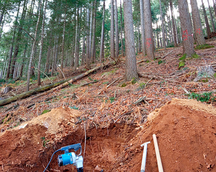 coniferas+ tweet media