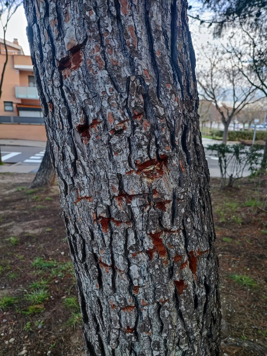 Daniel Macia Marti tweet media