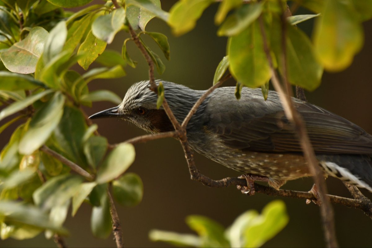 camerabegin's tweet photo. 流線ヒヨドリ
#ヒヨドリ #野鳥 #野鳥観察 #birds #brown #eared #bulbul https://t.co/oS1WsxXndt