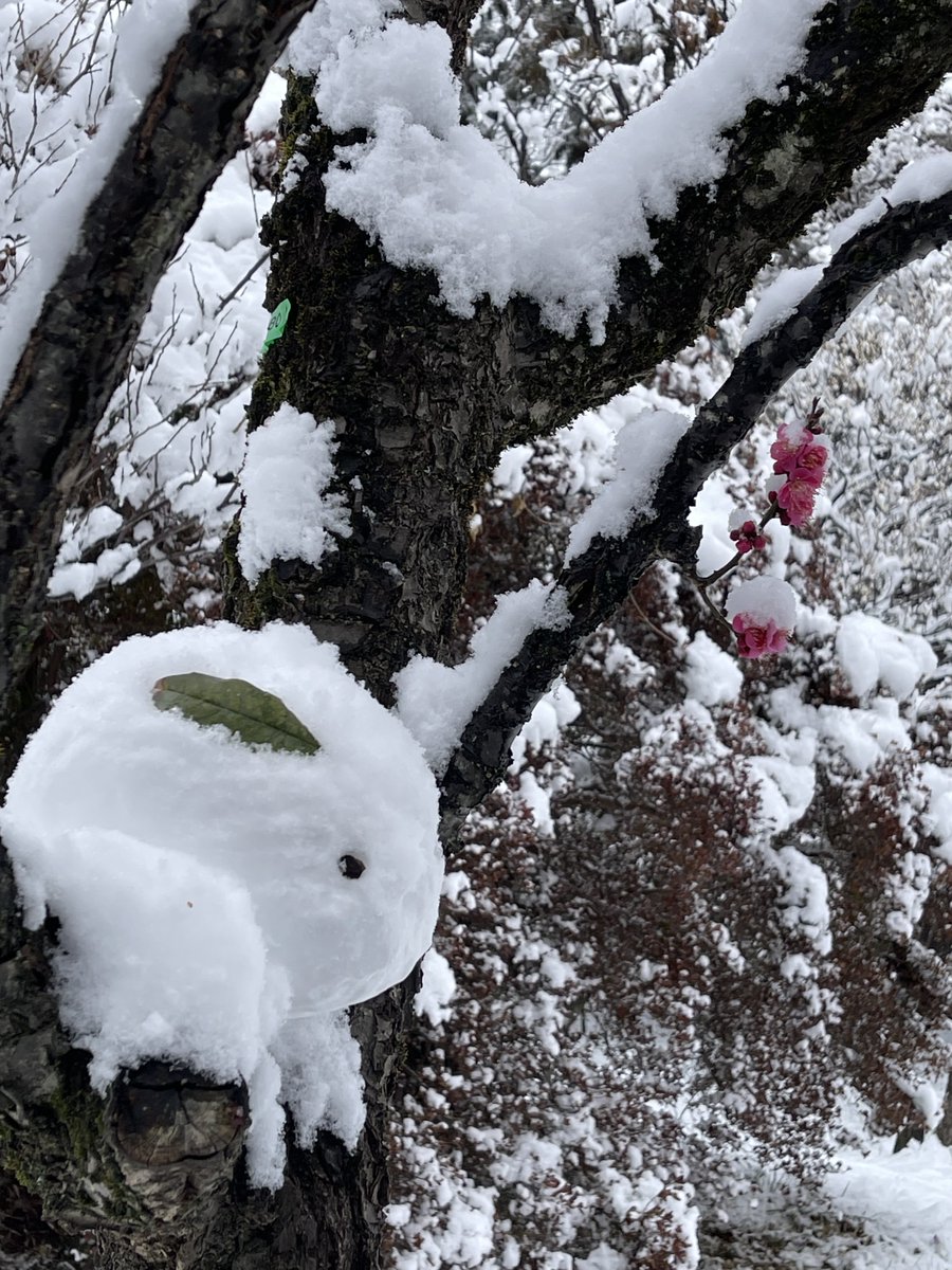 kannaduki10's tweet photo. 日曜日の井の頭公園
梅の木に謎の雪うさぎがいた

ボート乗り場のスワンさんには雪が積もり❄️

弁天様にご挨拶したかったのですが「除雪が終わるまで待つのじゃ」的な看板が出てて叶わず😭 https://t.co/Sxngxue91w