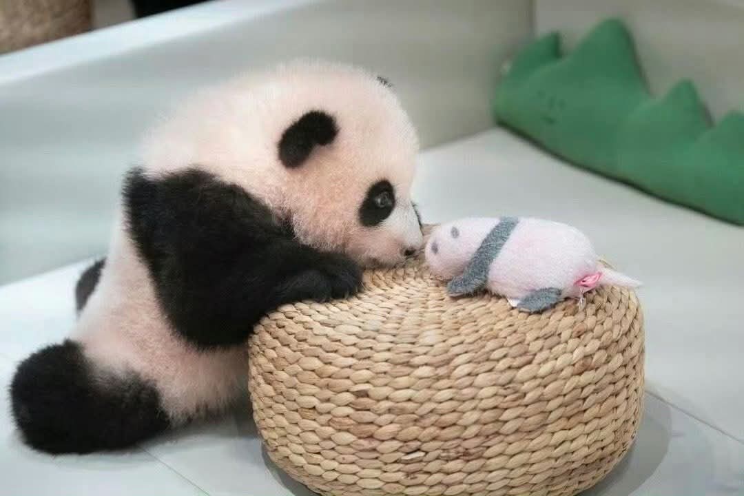kate68_102's tweet photo. Fubao as a child and her panda doll. I wonder if Fubao's grandpa will send this doll to her baby when she has one? https://t.co/mSafUV79Vq