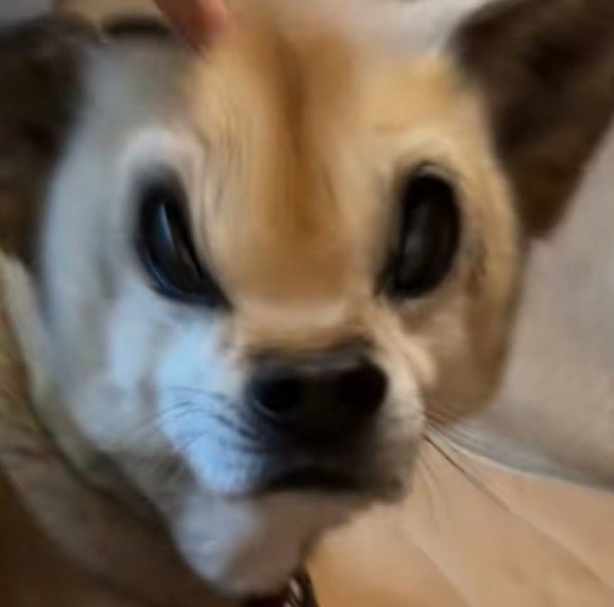 やけん、モテんと思う。

野犬「....ｯ‼️❓😡😡😡😡💢💢」