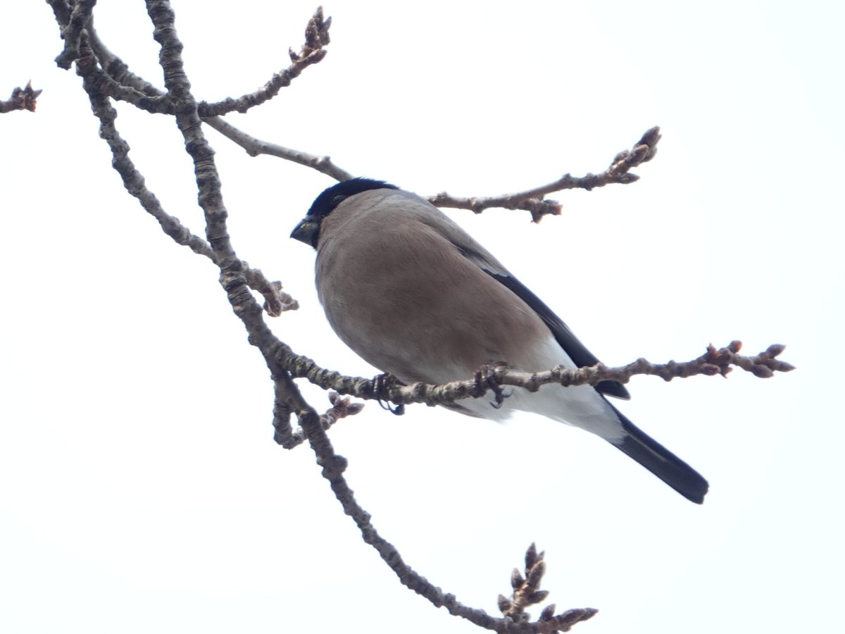 5年ぶりにウソさん（♂＆♀）に会えました　
雄のお腹が少し赤いので亜種アカウソかもしれません。　
#ウソ　
#野鳥