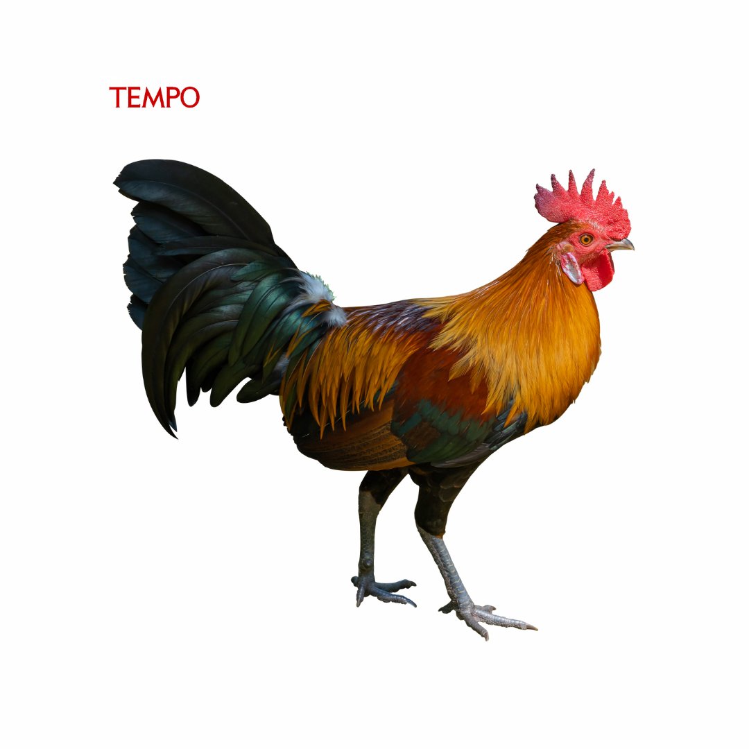 Pandji Pragiwaksono Didenda Satu Babi dan Lima Ayam