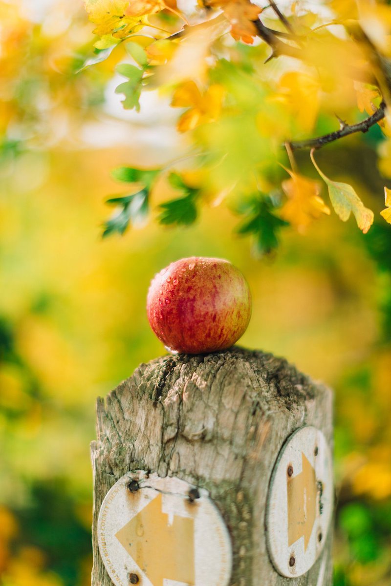 BritishAppleCo's tweet photo. Provenance matters. Our High Integrity Dabinett Apple Juice Concentrate can be traced back to every orchards, giving complete transparency from field to final product. Shop with confidence here: https://t.co/ggjUP4cusA #BritishApples #CraftCider #AppleConcentrate https://t.co/yBzyn2LYPV