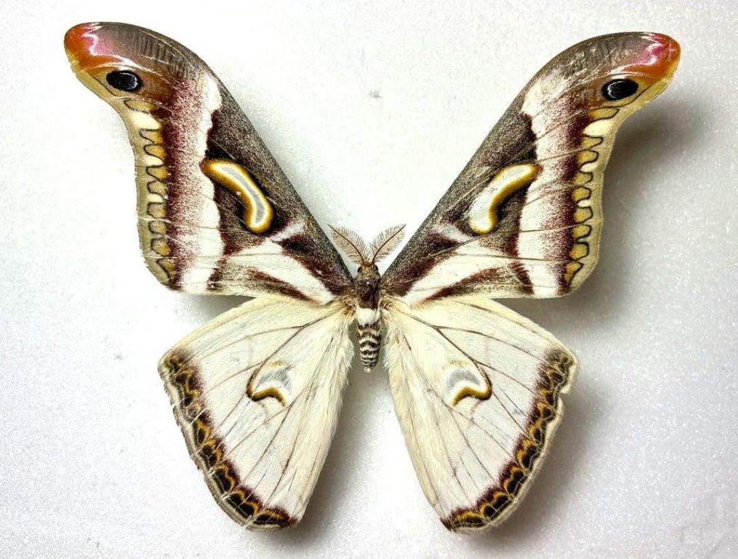 M0 (@mom0mom0mom0m00) / Posts / X