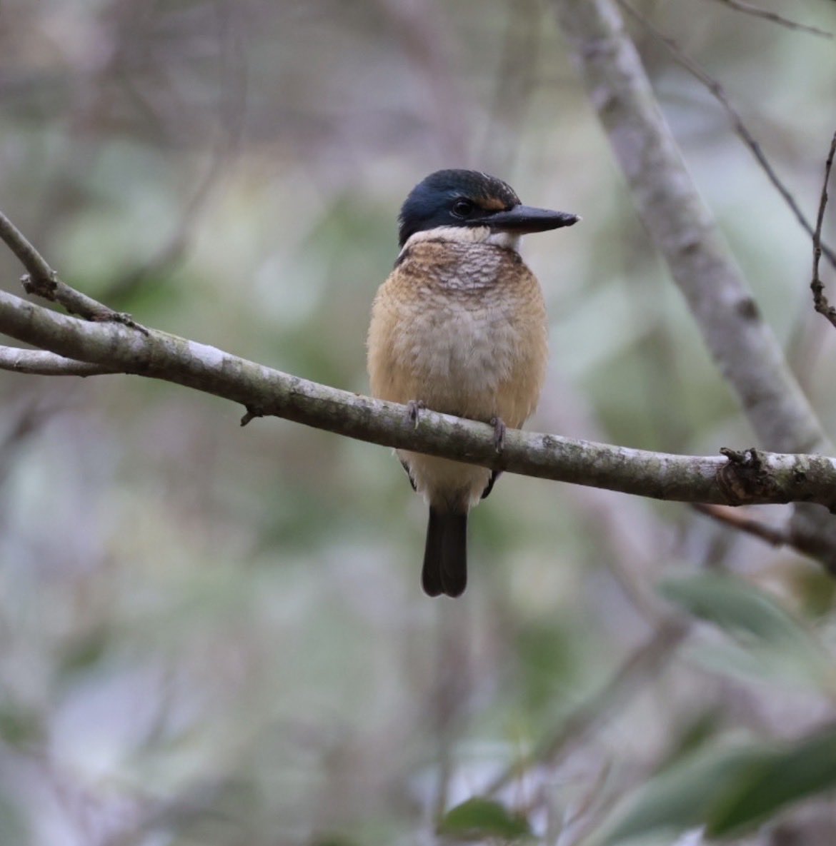 A fluffy Sacred Kingfisher getting ready to face the day. Pine Mountain this morning.