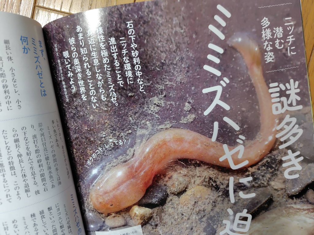 DSKtumsat's tweet photo. 本日発売の月刊アクアライフ3月号でミミズハゼの仲間の概要と飼育方法について記事を書かせていただきました！
ミミズハゼの飼育について語った面白い内容になったと思いますので、ぜひご覧いただけたら幸いです。 https://t.co/ZdkWDdt0AV