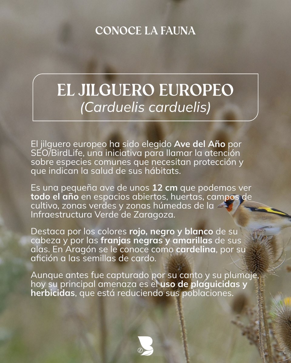 BosqueZaragozanos tweet media