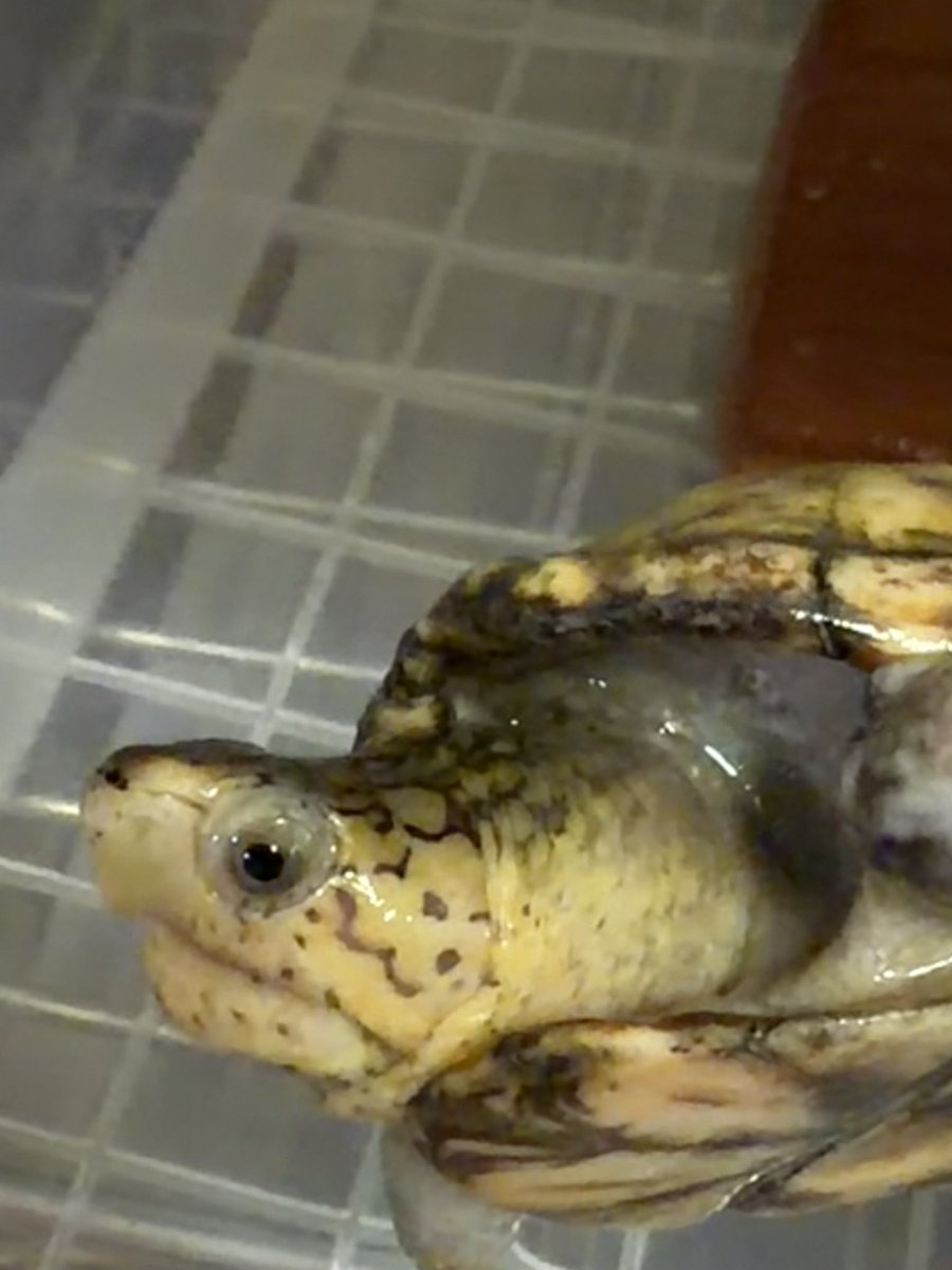 たまには
ドロガメもアピールしないと！

ペンシルバニアドロガメ♂
小さくて
模様も色も綺麗な一種！

この辺も混ぜられている事が多いので
しっかりと
綺麗なスタンダードを維持していきたいです。