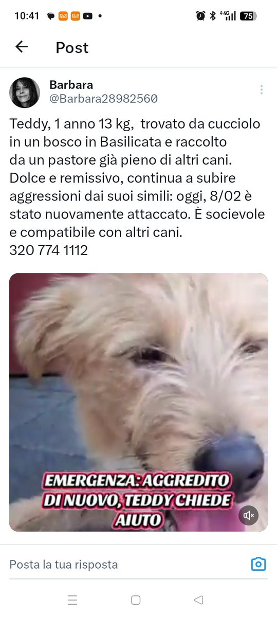 Basilicata: Teddy, troppo buono aggredito per la seconda volta! 3207741112 . Non comprate ma ADOTTATE. Vi ameranno incondizionatamente!
