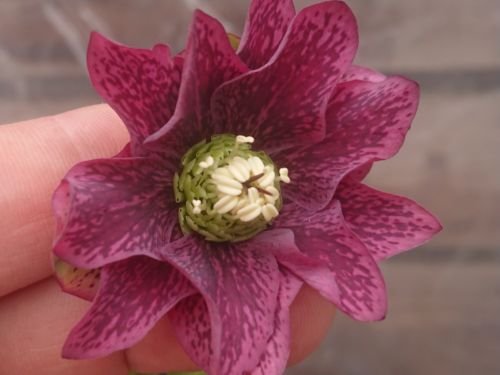 本日も吉田園芸さんのアンティークピエラを始めとした開花株入荷しま