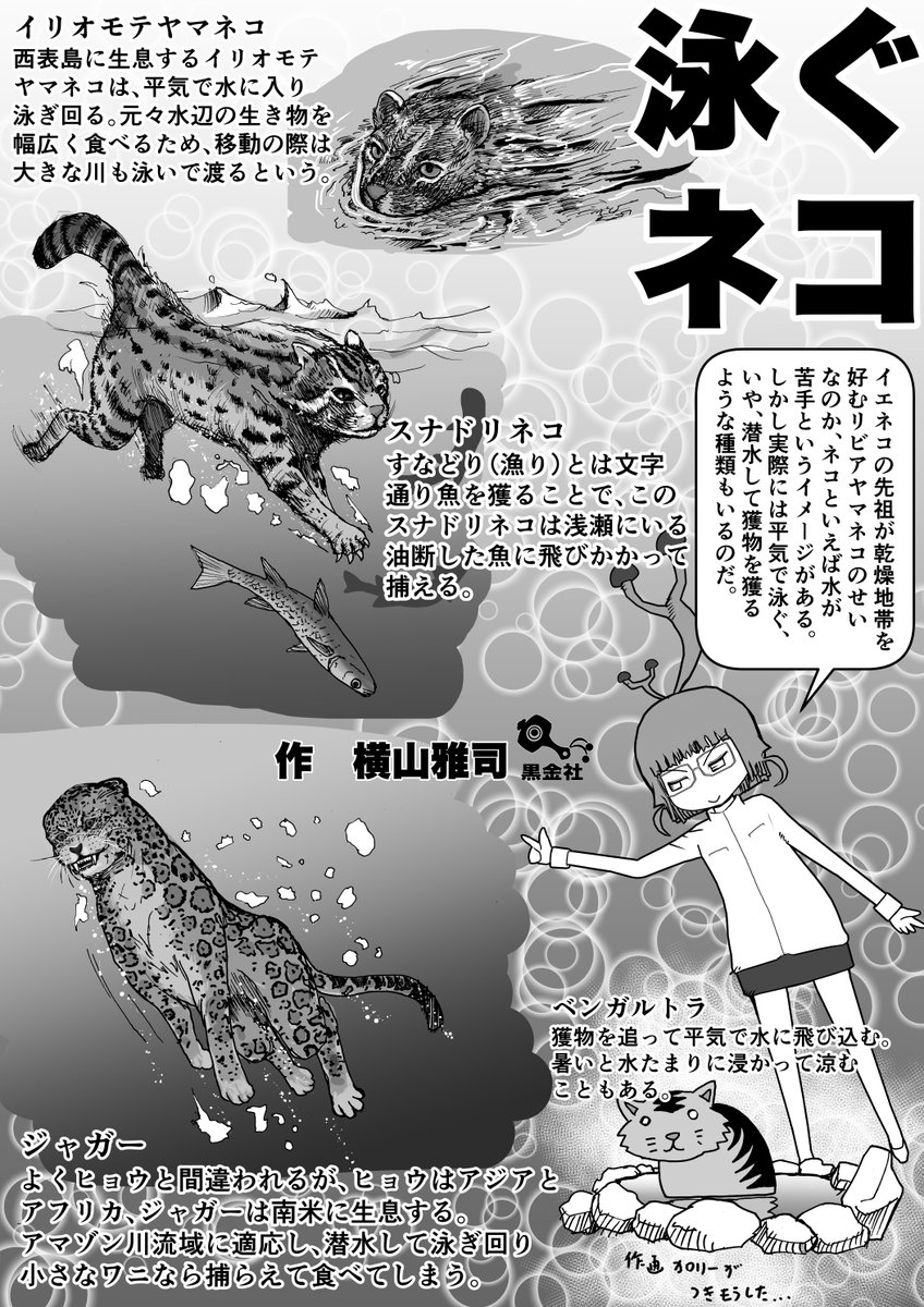 「ネコ」回のおまけ。「泳ぐネコ」 #お絵かき #イラスト #クック先生の動物講座 