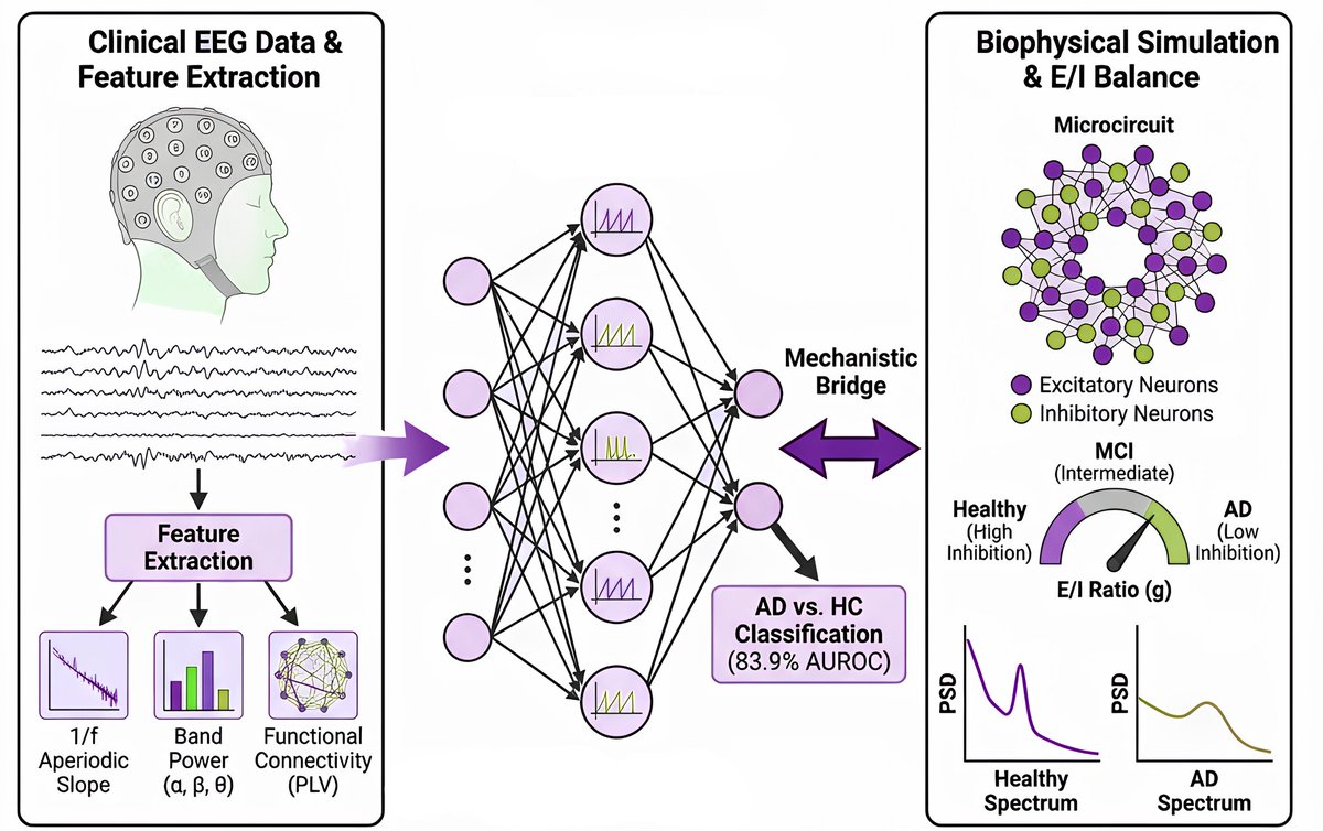 Dr_Alex_Crimi's tweet image. 🧠Our New preprint: 
We propose a “neuro-bridge” framework linking #spiking neural networks with biophysical brain simulations for Alzheimer’s detection from #EEG.
📉 1/f slope as key biomarker (E/I balance)
🔁 ML predictions ↔ circuit mechanisms #NeuroAI
arxiv.org/abs/2602.07010