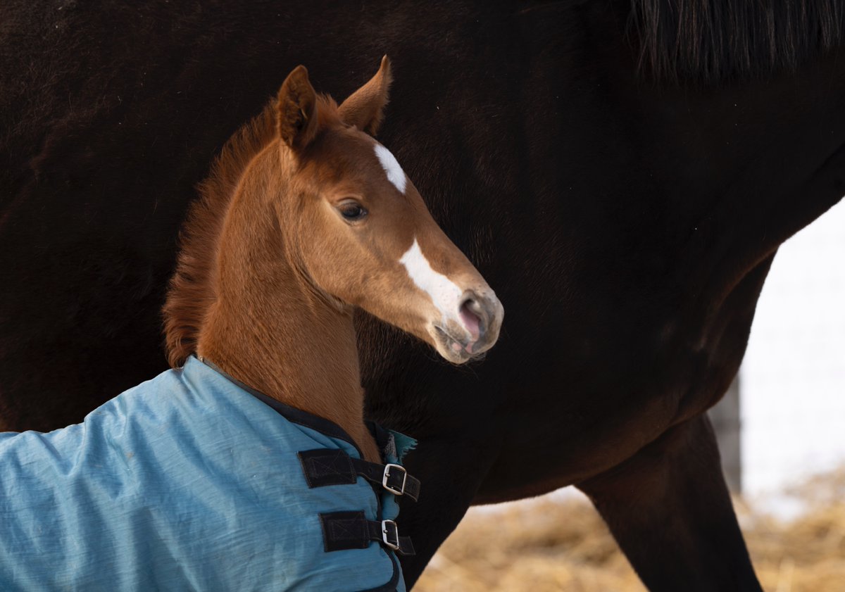 オルフェーヴルさま確認ページ♡ オルペ (@orfevre_2008514) / Posts / X