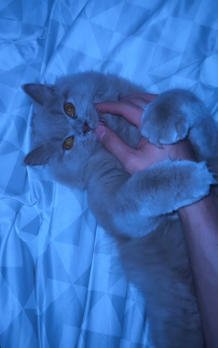 tuckty_'s tweet image. :
น้องแมวของโทมัสทั้งหมดนี้เลย 🥹

#โทมัสก้อง #Thomaskong