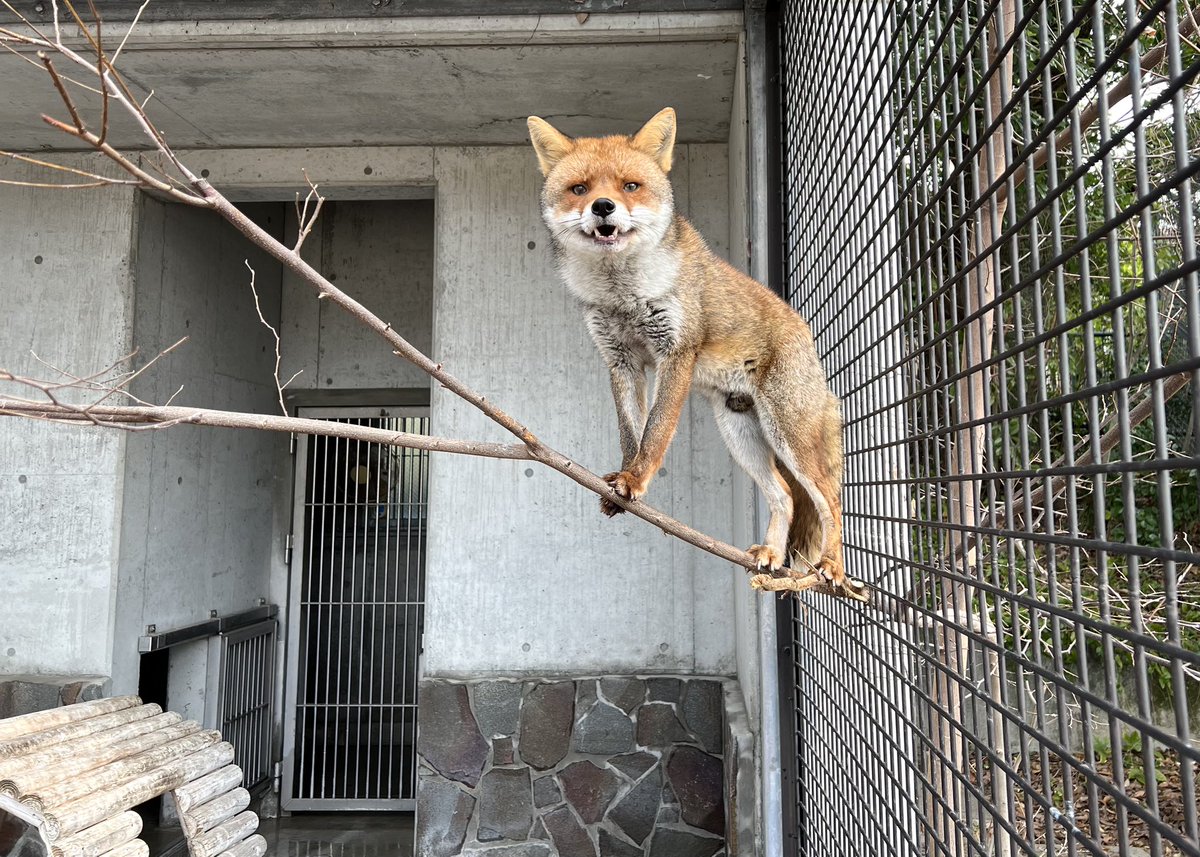 まろすけ🎠⚔️🪩 (@su6u6zu) / Posts / X