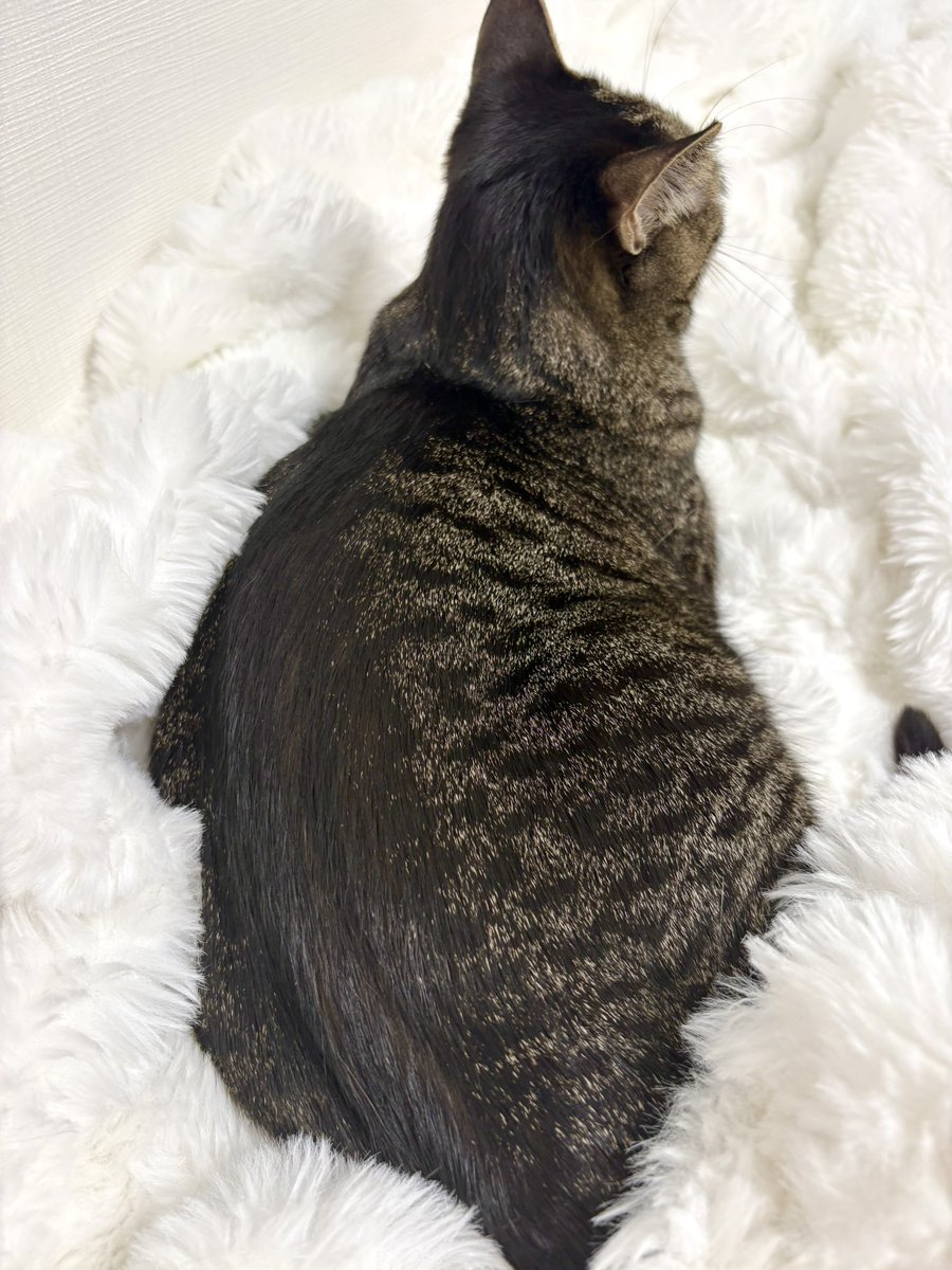 これは私が育てたﾆﾎﾝﾂﾔﾂﾔﾈｺﾁｬﾝです

お家にﾆﾎﾝﾂﾔﾂﾔﾈｺﾁｬﾝが居る人は見せて欲しい ﾌﾜﾌﾜﾈｺﾁｬﾝでも良いです