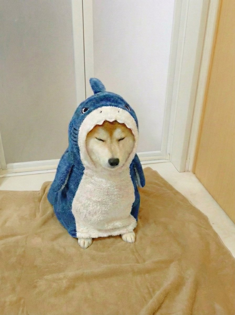 柴犬·͜·♡もも (@momonosekaiii) / Posts / X