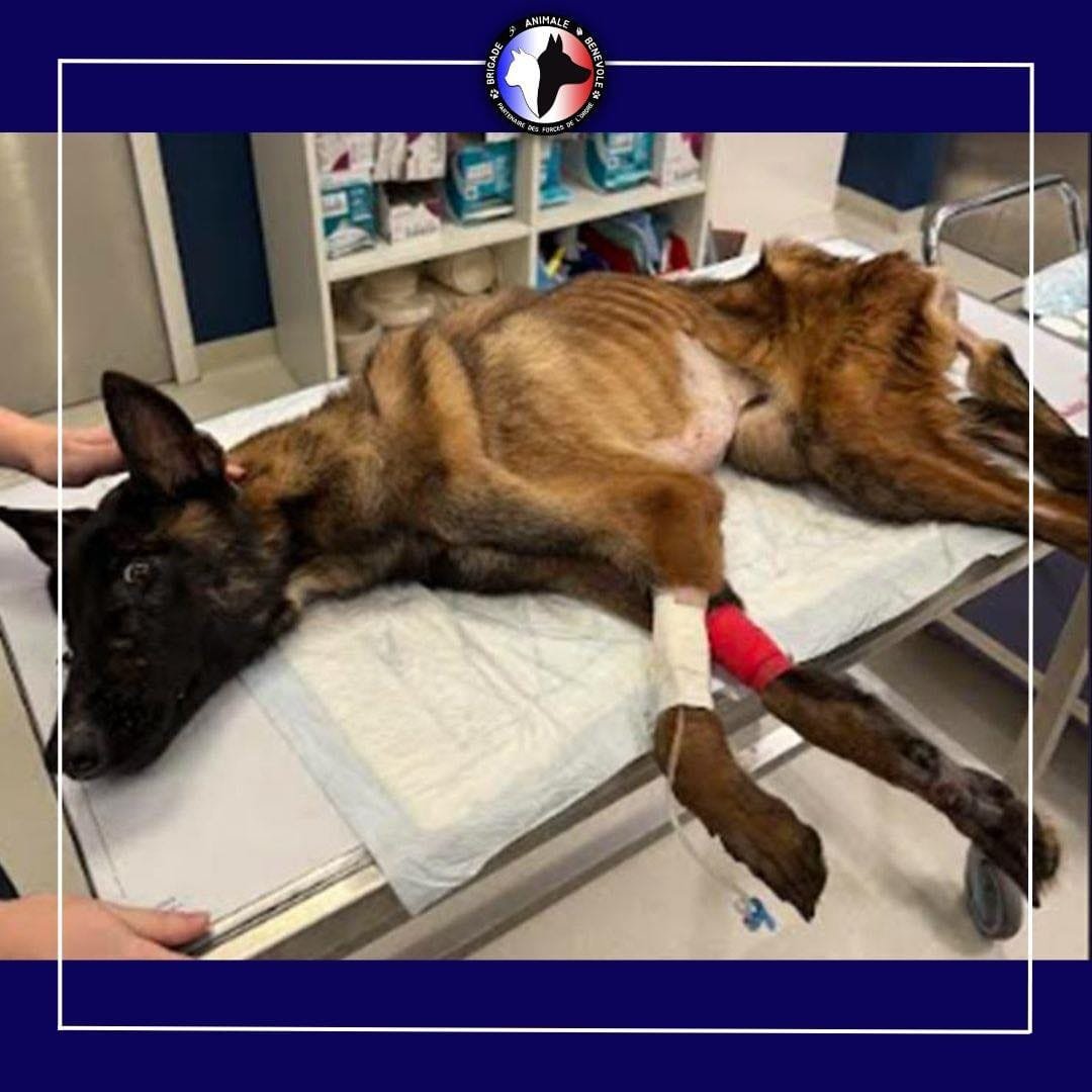 Nous pensions avoir vu l’horreur… puis Makai est arrivé. 2 ans 1/2, 16 kg, un corps brisé, trop faible pour tenir debout. Affamé, laissé à pourrir. Makai ne devrait même pas être en vie. Aidez-nous à le sauver. Chaque euro compte. 💔 👉 brigadeanimalebenevole.fr/makai/