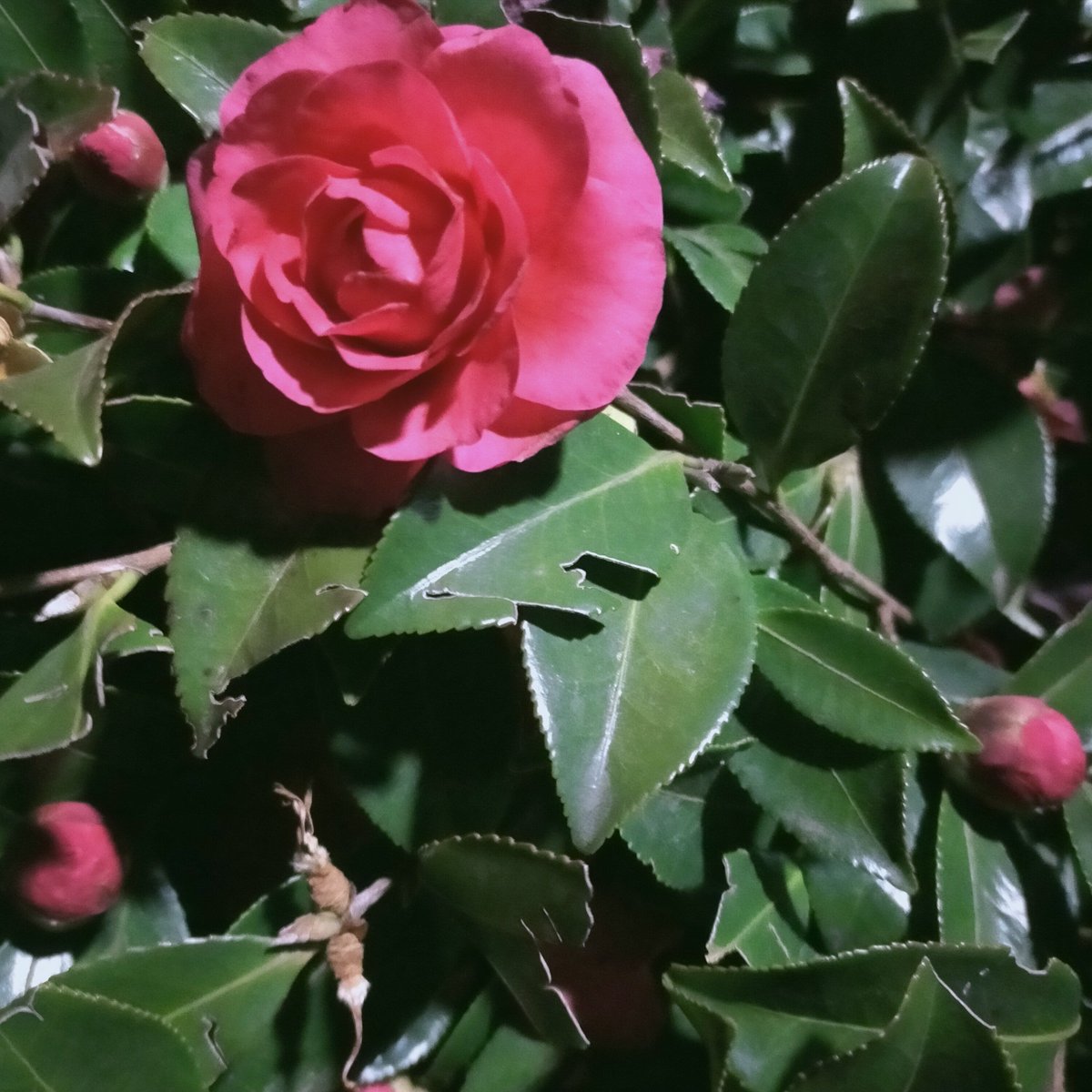 晩酌 銀紋からのお知らせ🏮
ツイートし忘れておりましたが💦2月10日(火)本日18時より営業しております！
定番にらつくねで立春朝搾りなどいかが🍶
ご来店お待ちしております🙇