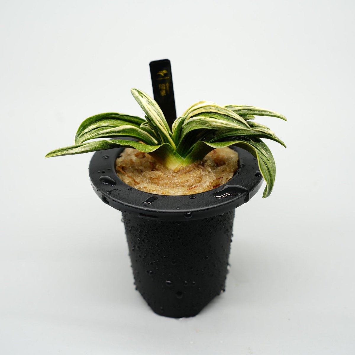 春光園 / SHUNKOUEN info (@shunkou_en) / Posts / X