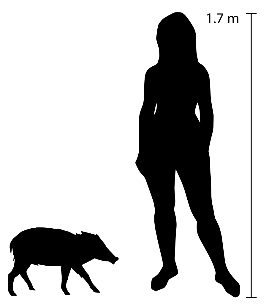 ICP_MCrusafont's tweet photo. 🗞️Mini-pig with a big story: https://t.co/nYQmVqsbPl

New fossil discoveries document the presence of an extinct and unusually small pig, Cainochoerus, in eastern Africa during the late Miocene (~6 Ma). The species was far smaller than any living African pig https://t.co/YwvmDSLsSM