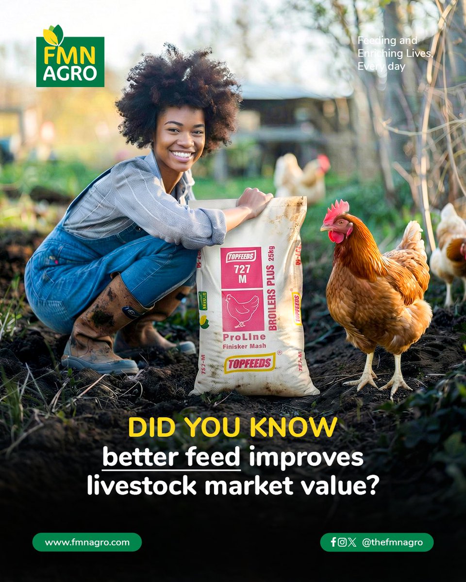 TheFMNAgro's tweet image. Well-nourished animals reach optimal weight faster and attract better pricing in the market. Nutrition affects not just growth, but overall quality and profitability.  

With our feeds, we are helping farmers achieve better returns on their investment

#FMNAgro #DidYouKnow