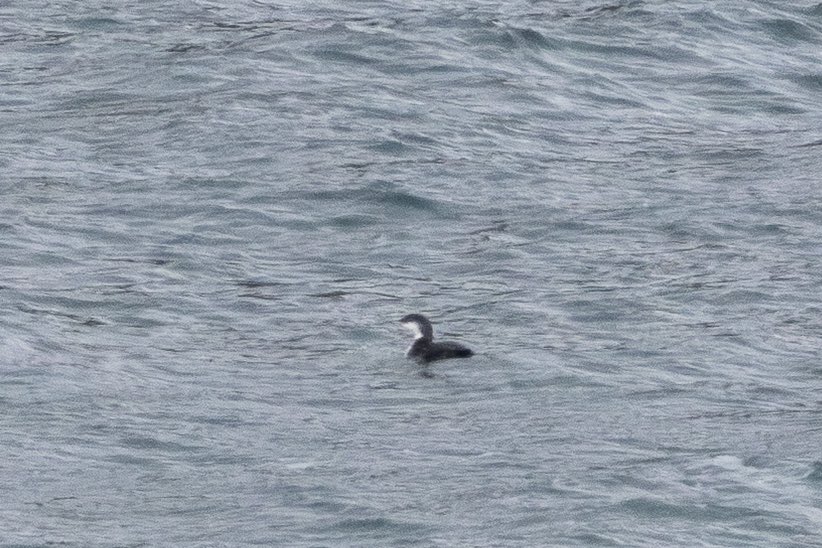 Joebirding's tweet photo. What are people thoughts on this diver from Achill island, mayo, Ireland on Friday morning a poor photo but bill seems to be light as well as a rounded head. https://t.co/27v5Xomi8q