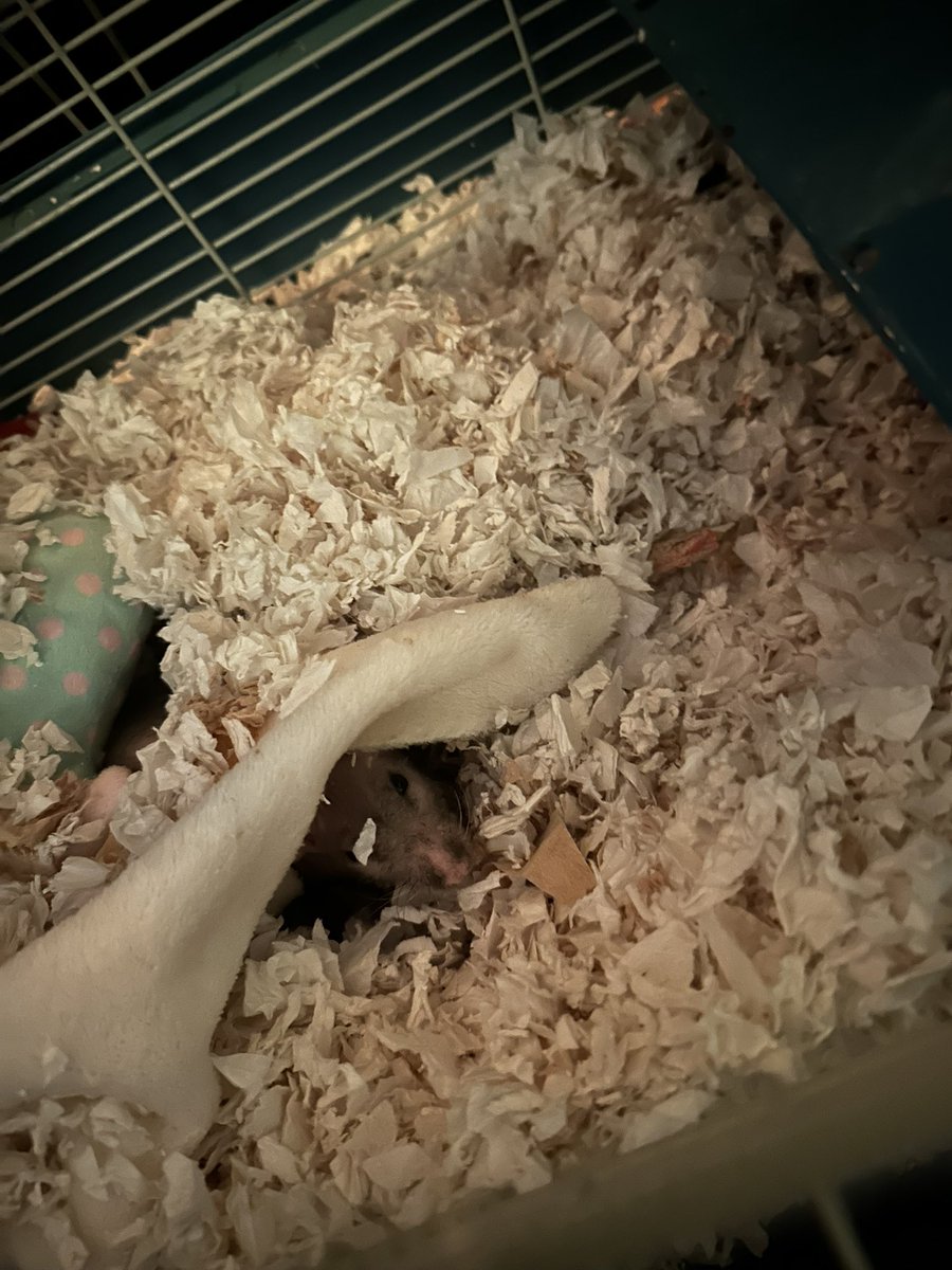 conputer girl tweet media