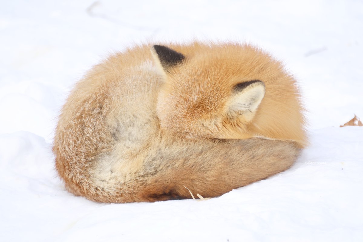 chengren21's tweet image. Kitsune Sphere #北きつね牧場