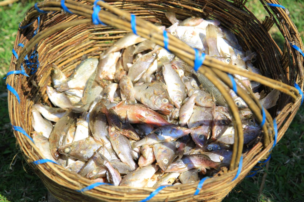 SUSTAINABLE FISHERIES INITIATIVE UGANDA. tweet media