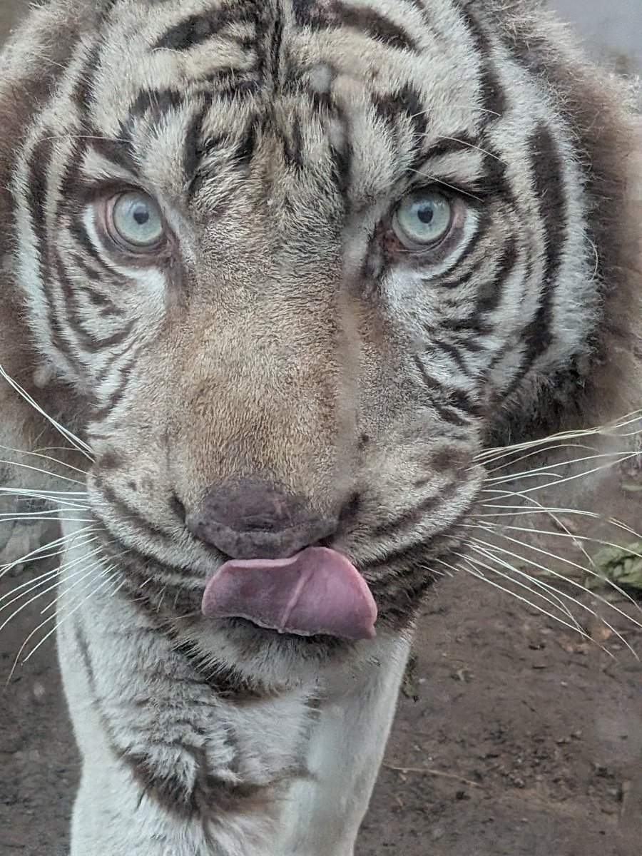 0701comugi's tweet image. イケメン🐯ナイトさん✨✨
この日もカッコよかった😍💕💕
＃伊豆アニマルキング
＃ホワイトタイガー
＃ナイト