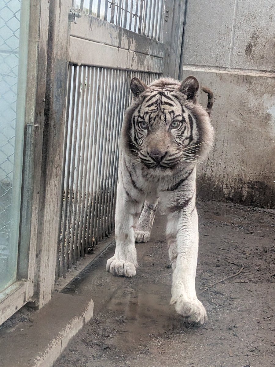 0701comugi's tweet image. イケメン🐯ナイトさん✨✨
この日もカッコよかった😍💕💕
＃伊豆アニマルキング
＃ホワイトタイガー
＃ナイト