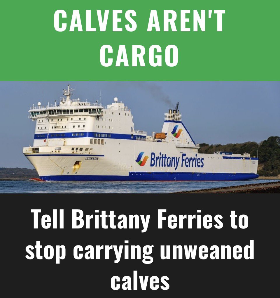 Protect_Wldlife's tweet image. Brittany Ferries is still transporting unweaned calves from Ireland to France. These young fragile animals are taken from their mothers far too soon. Some of these calves are as young as just two weeks old, they should still be seeking comfort, warmth, and milk from their…