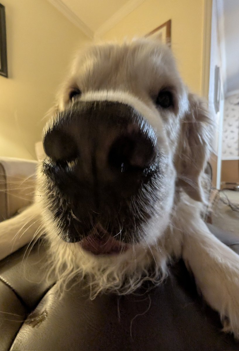 Leptonychotes🦭 tweet media