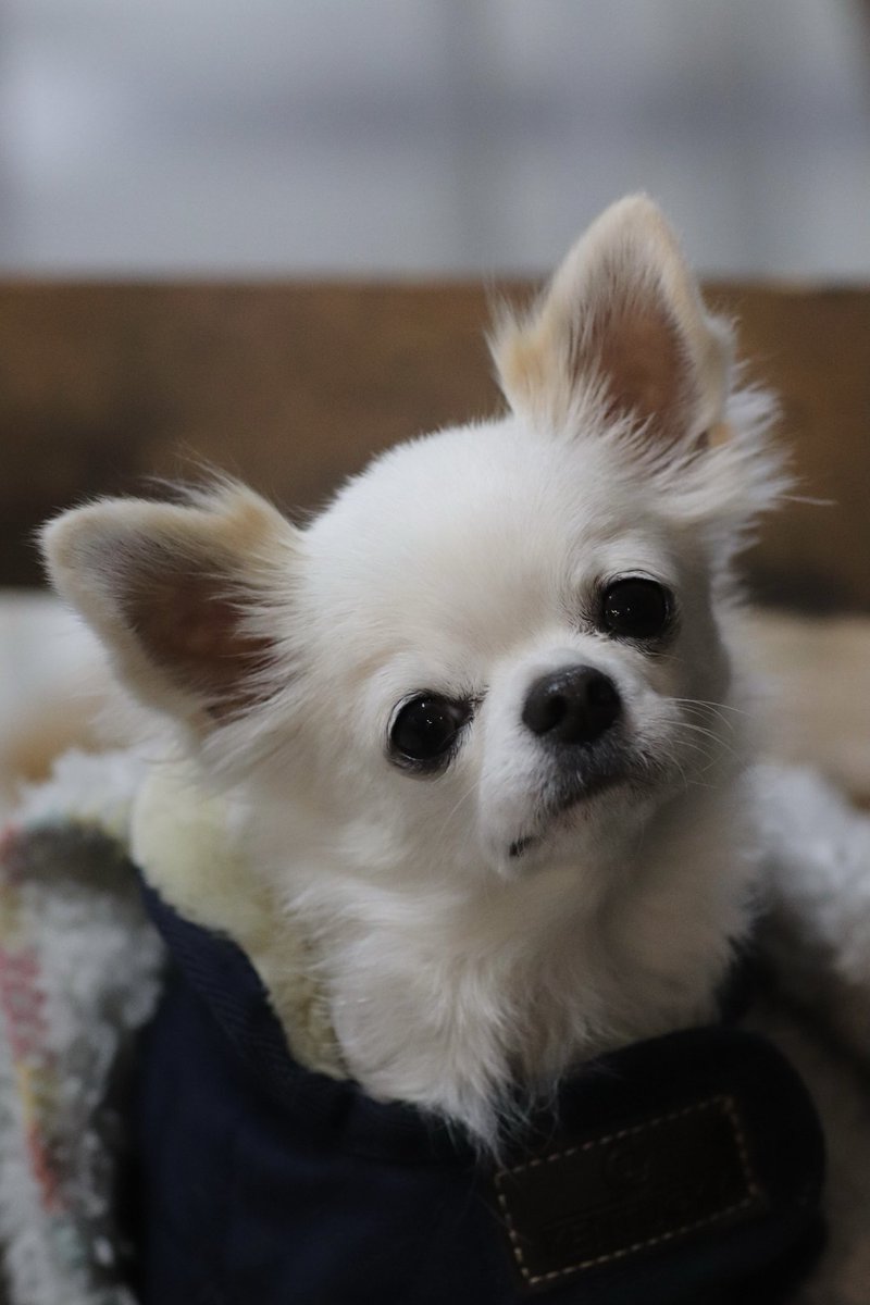 プーパがゆく。 (@ZenPupa31566) / Posts / X