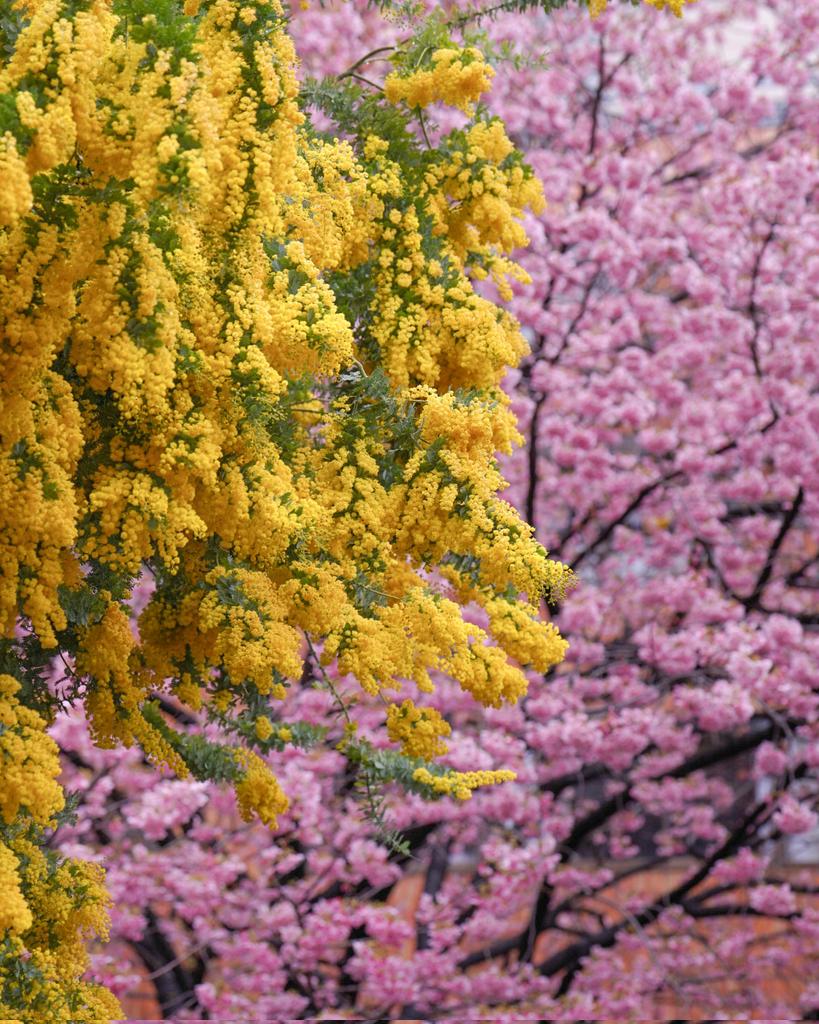 2IivuUY2Tf73393's tweet image. 蔵前神社のミモザ&amp;amp;河津桜。

date 2025.2