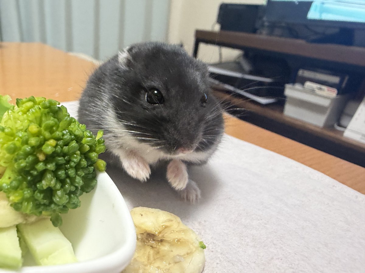 oh1rune_zzz's tweet image. たべず