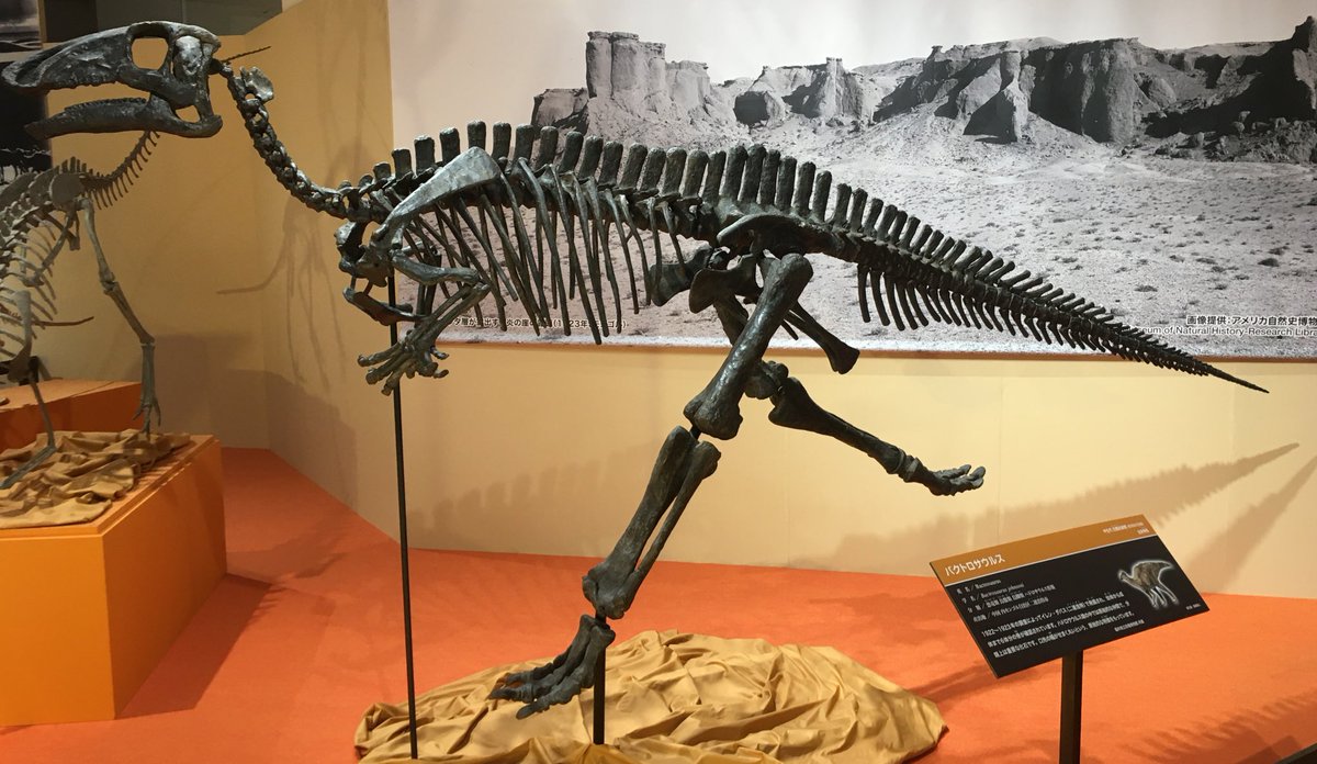 火曜日は化石の日 白亜紀後期（約9600万〜8500万年前）のモンゴルに