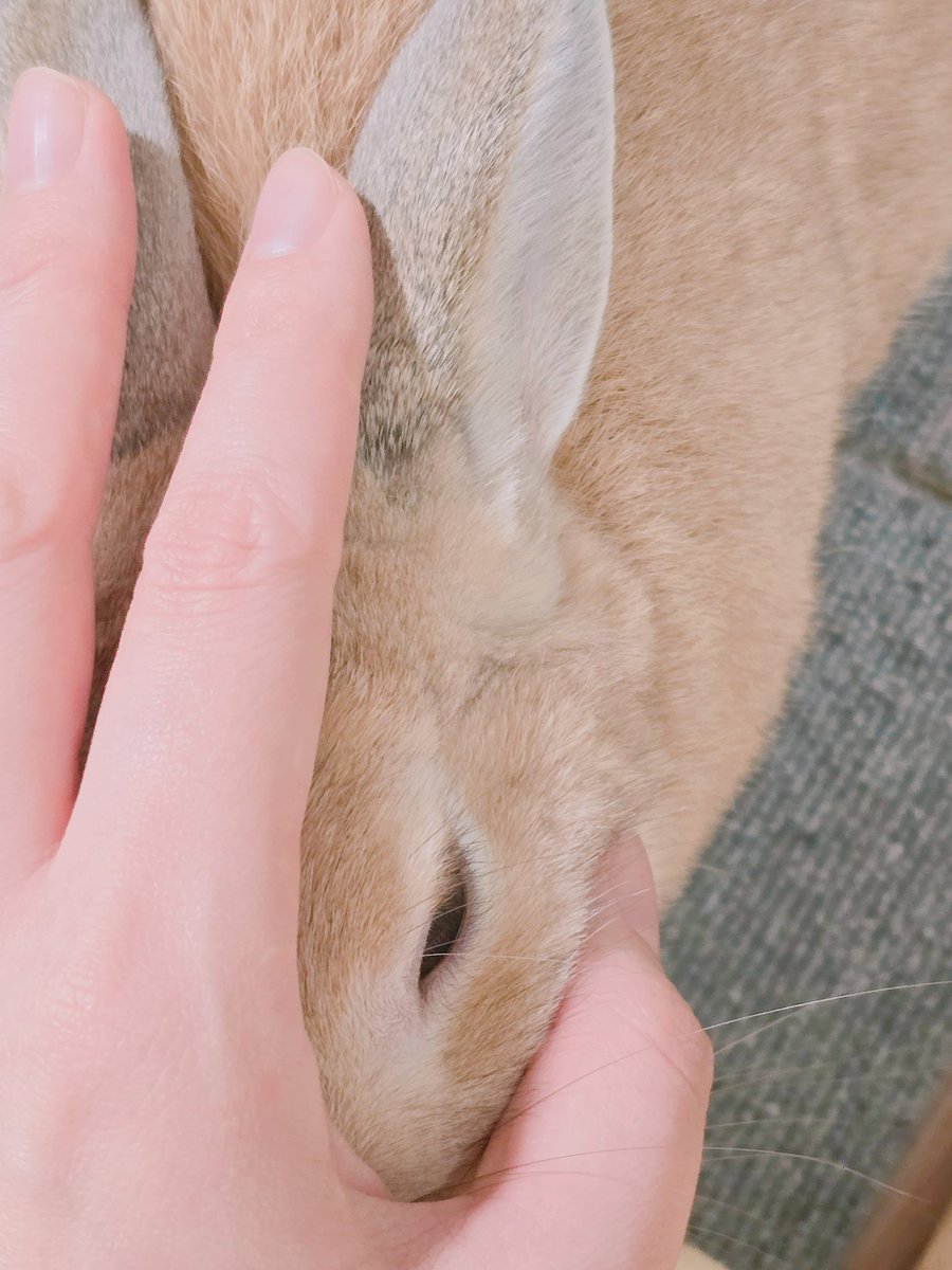 아기토끼 푸딩이 tweet media